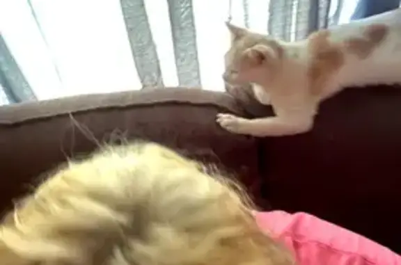 Missing cat , photo: Lost Tiny Cat: White & Orange, Sushi Collar