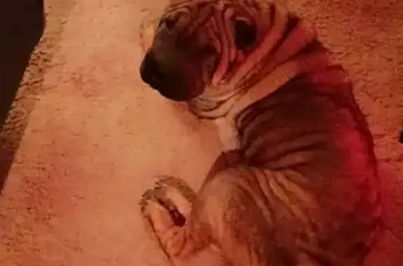 Lost Shar Pei: Light/Dark Brown, Glen Ferris