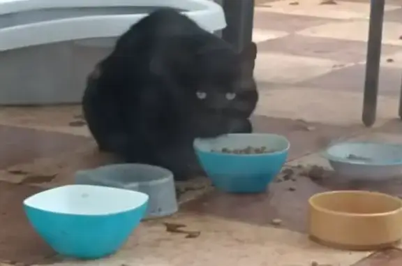 Grand chat noir trouvé à Limoges - photo