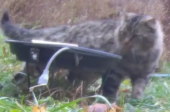 Found Skittish Cat: Hoffman Es...