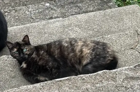 Chatte écaille perdue, yeux bleu-vert - photo