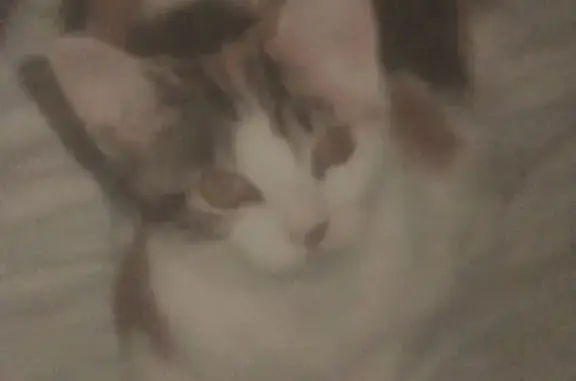 Chat perdue câline, Rue du Général Mangin - photo