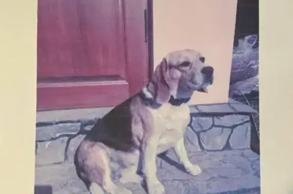 Зник бігль: рудий, чорний, білий, Шкуринці