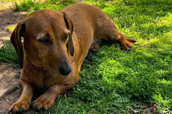 Perros perdidos, Castello de la Plana, foto: Perro Perdido: Canela con Collar a Rayas