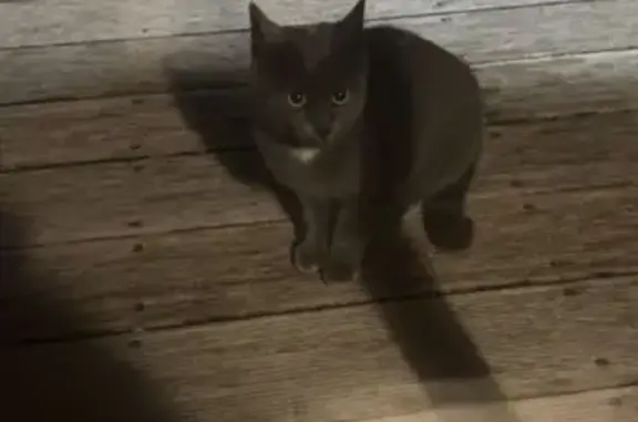 Animaux trouvés Legé, photo: Jeune chat gris trouvé à Legé