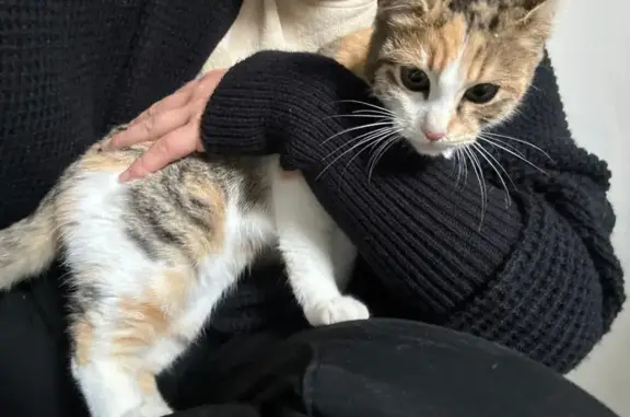 Animaux trouvés Nouvelle-Aquitaine, photo: Chat trouvé à Pontonx-sur-l'Adour