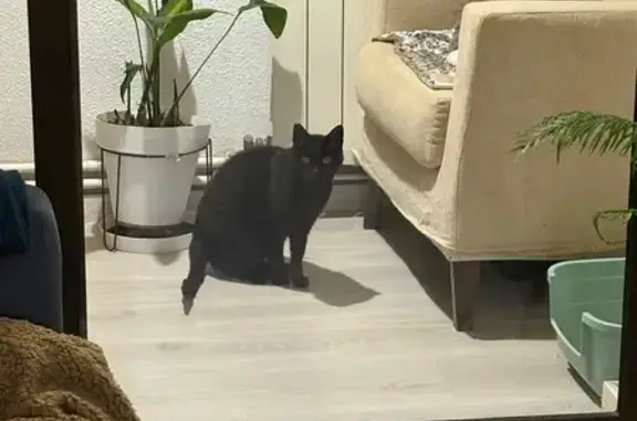 Gato encontrado Barcelona, foto: Buscamos Hogar para Gata Negra Asustada
