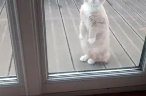Animaux trouvés , photo: Chat trouvé à Rambucourt, sociable et dodu