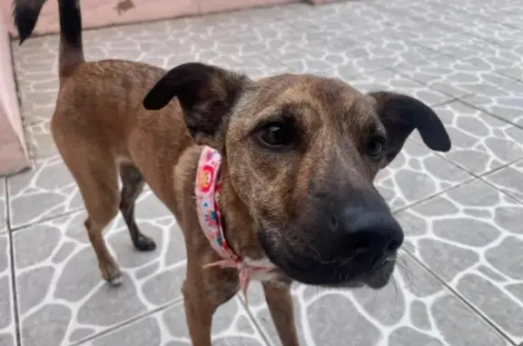 cachorro desaparecida