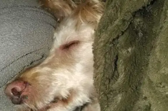 Chien croisé beige perdu, La Chapelle-d'Armentières - photo