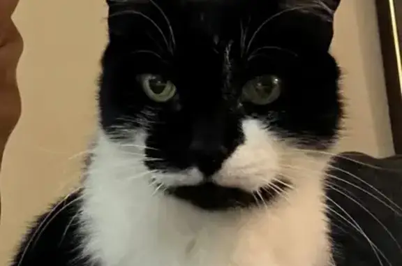 Lost: Senior Black & White Cat, Rancho Cordova