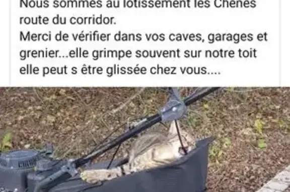 Chatte tigrée perdue à Bâgé-Dommartin - photo