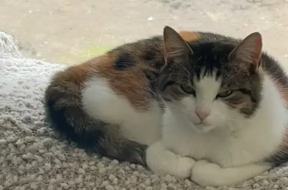 Lost Timid Cat in Casey City - Call Now!