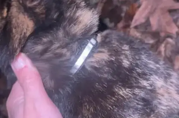 Знайдено кішку Київ, фото: Знайдена кішка з ошийником на Сікорського, 1