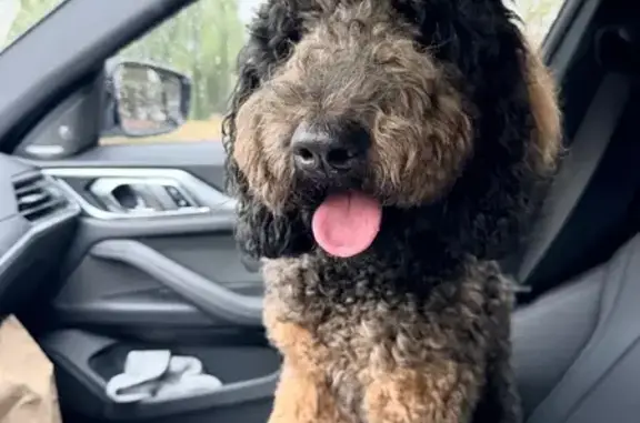 Lost and found pets Tulsa, photo: Found Female Doodle on E 26th St, Tulsa