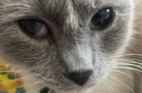 Lost pets North Las Vegas, photo: Lost Cat: White/Gray, Cross-Eyed, N. Vegas