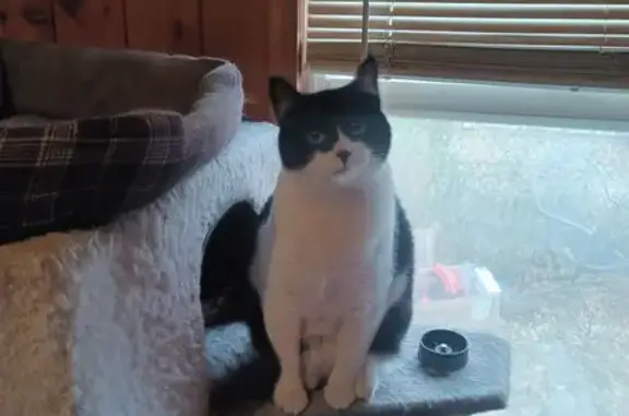 Lost Cat: Black & White, Triangle Nose