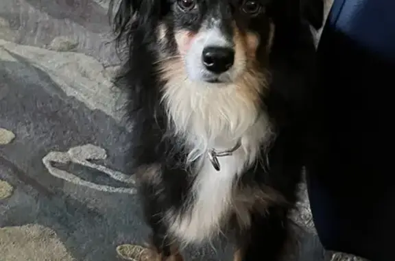 Lost: Skittish Black Dog in Stuart