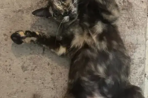 Missing cat Kingsport, photo: Lost Tortoiseshell Cat: Orleans Rd, Kingsport