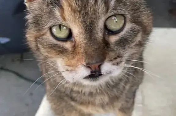 Missing cat Knoxville, photo: Lost Calico-Tabby Cat: Diabetic & Vocal