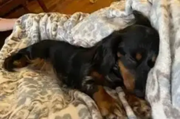 Lost Black Dapple Dachshund - $250 Reward!