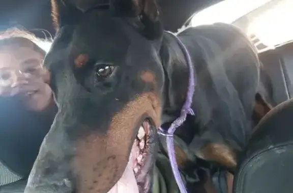 Found Black & Tan Dog in North Edwards, CA