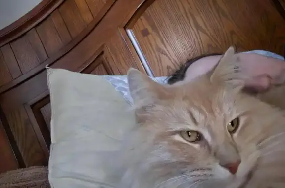 Lost Cat: Fluffy, Curly, Green-Eyed