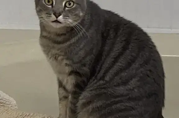 Missing cat , photo: Lost Gray/White Tabby on Gurley Rd