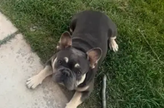 Lost Dog: Blue/Tan with White Patch