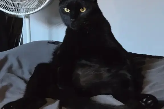 Lost Cat: Calm, Chipped, White Patch