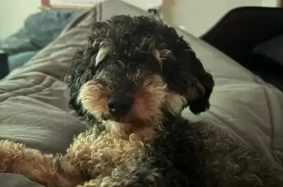 Lost Sweet Dog Azzi: Poodle-Bichon Mix