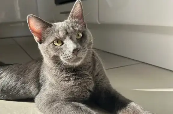 Chat perdu : Eren, gris, yeux verts, Toulon - photo