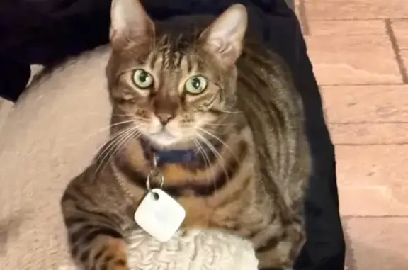 Lost Bengal Cat: Green Eyes, Tucson Area