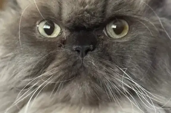 Missing cat Temple, photo: Lost Lilac Blue Himalayan Cat in Temple