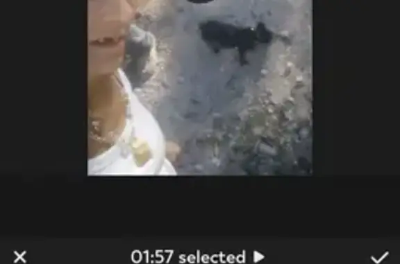 Lost Morkie Lady - Help Find Her in Atkins!