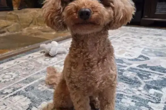 Lost Red Cavapoo in Pigeon Forge - Reward