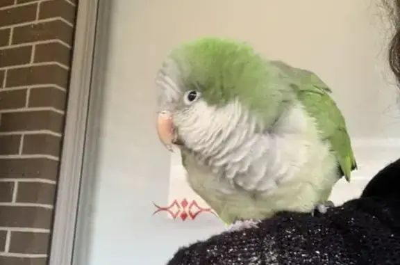 Found Bird: Green Coat, Blue W...