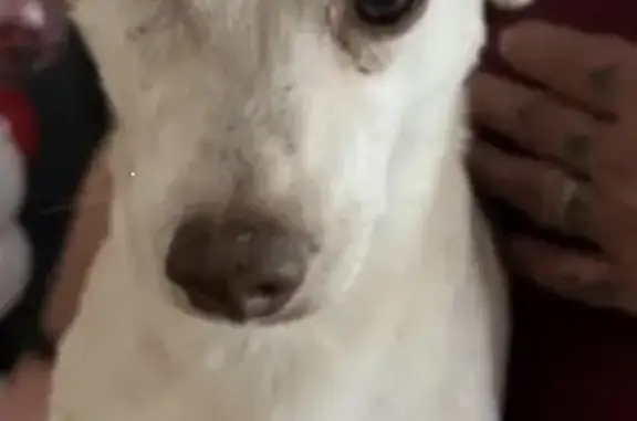 Lost: White & Brown Dog, One Eye, Rialto