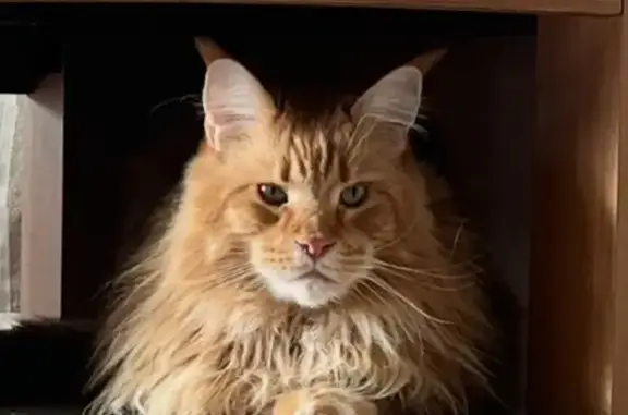 Lost Maine Coon: Answers to 