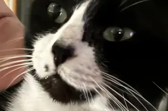 Missing cat De Soto, photo: Lost Tuxedo Bobtail Cat: Friendly & Unique