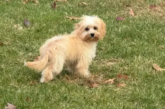 Missing dog Riverview, photo: Lost Caramel Dog: Pink Rhinestone Collar