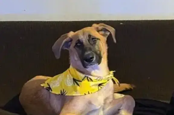 Missing dog Kansas City, photo: Lost: Luna the Brown Pup in KC