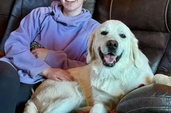 Lost Shy White Golden in Lakewood