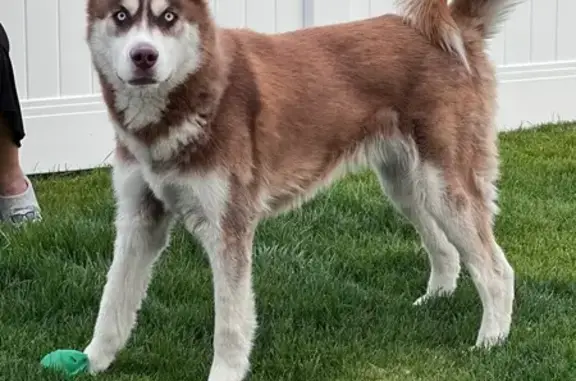 Missing dog Logan, photo: Lost Husky: Brown & White, Blue Eyes