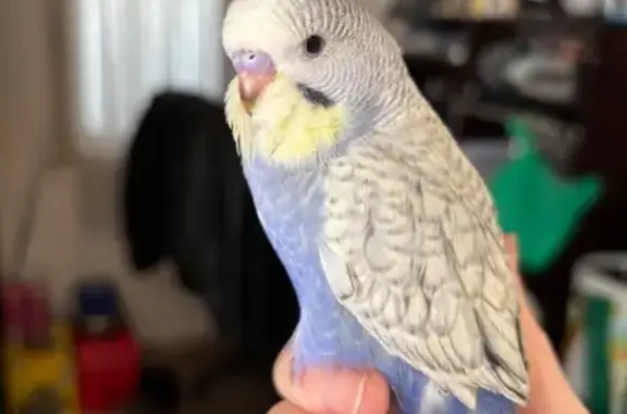 Lost pets , photo: Lost Parakeet: Blue, White & Yellow Cheeks