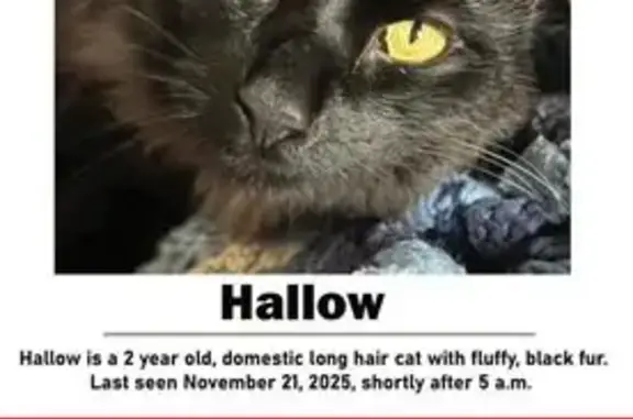 Missing cat , photo: Lost Black Cat: Fluffy & Friendly in Somerset