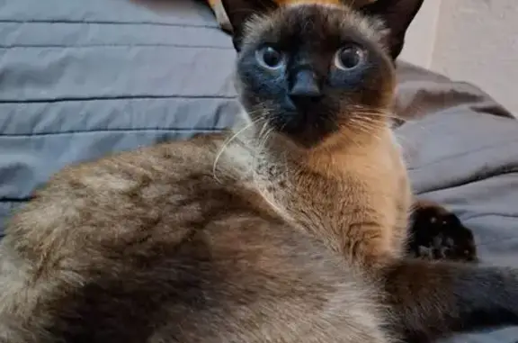 Gatita siamesa perdida en Cela...