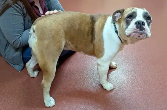 Lost Shy Bulldog: Hopwood Area Alert!