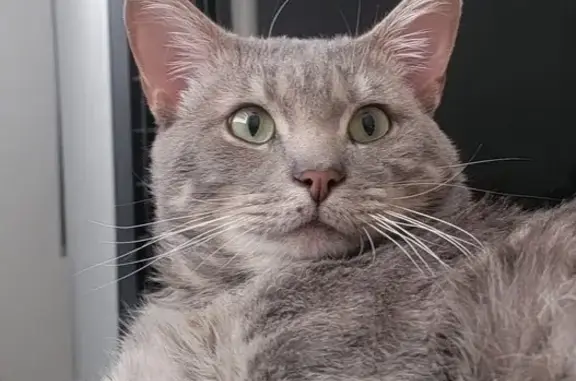 Lost Silver Cat in Wichita - Friendly!