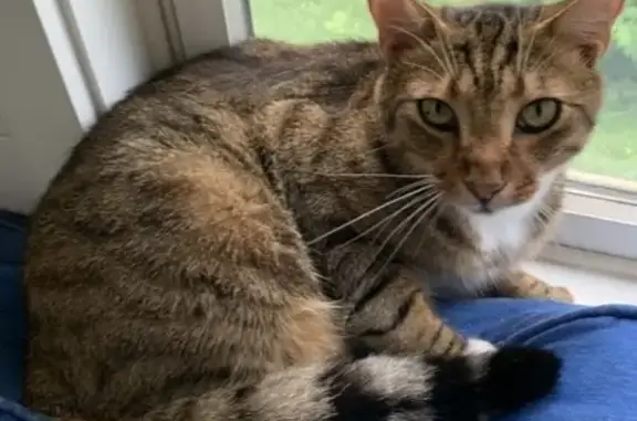 Lost Brown Tabby on Jessup Road